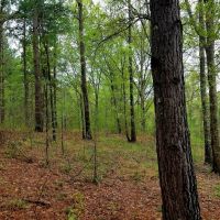 Beautiful Home site or Hunting Land images 5
