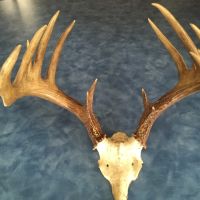 195 acres Hunting Land Brookfield NY images 2