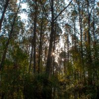 Molsenia images 5