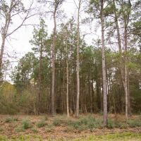 38.413 Ac Simmons Grove Tr 10 images 6