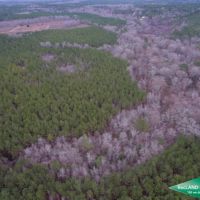 80 ac - Timberland Lease Income  Hunting  Home Site Potential