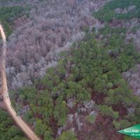 80 ac - Timberland Lease Income  Hunting  Home Site Potential images 2
