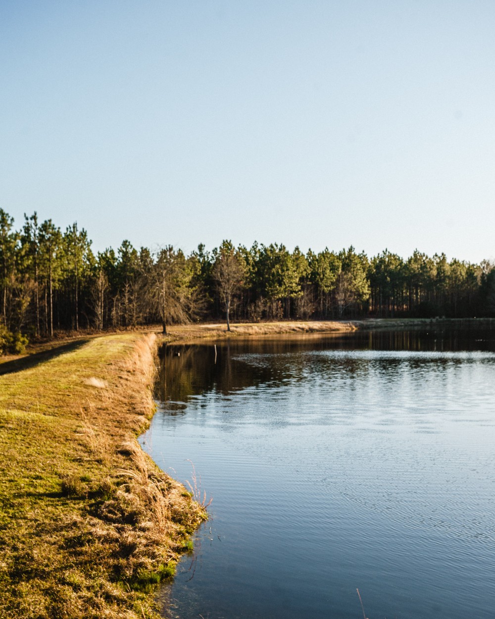 Tiller Pond featured image