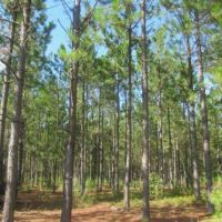 Tiller Pond images 6