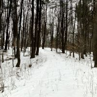 7 acre Secluded Cabin Camden NY images 3