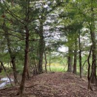 33 Acres in Madison County in Canton  MS images 3