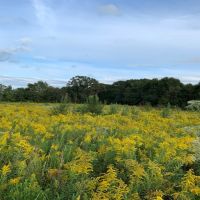 33 Acres in Madison County in Canton  MS images 4
