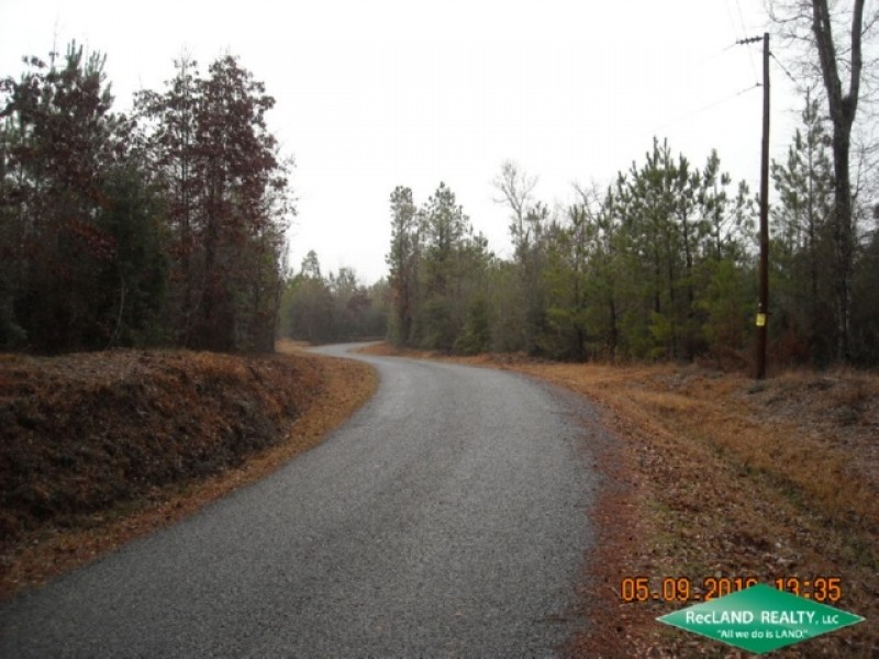40 ac - Timberland and Hunting with Home Site Potential featured image