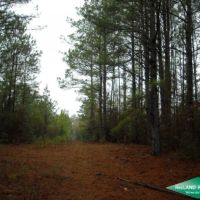40 ac - Timberland and Hunting with Home Site Potential images 4