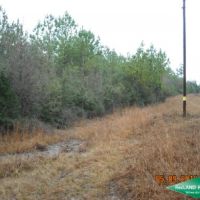 40 ac - Timberland and Hunting with Home Site Potential images 5