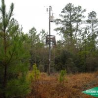 40 ac - Timberland and Hunting with Home Site Potential images 6