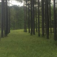 52 acres in Magnolia images 2