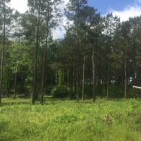 52 acres in Magnolia images 3