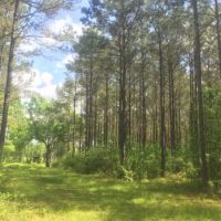 52 acres in Magnolia images 6