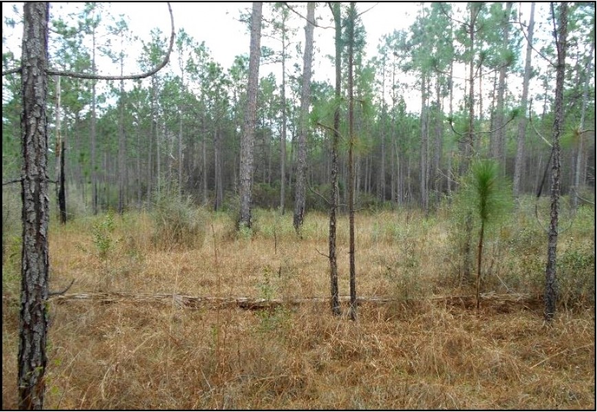 193.8 Acres in Stone County in Wiggins  MS featured image