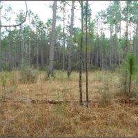 193.8 Acres in Stone County in Wiggins  MS