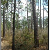 193.8 Acres in Stone County in Wiggins  MS images 2