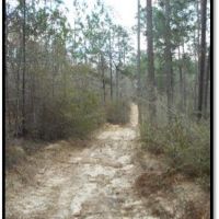 193.8 Acres in Stone County in Wiggins  MS images 5