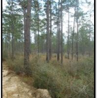 193.8 Acres in Stone County in Wiggins  MS images 6