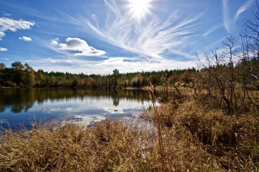 255 Acre Desoto Parish Land for Sale Mansfield  LA featured image