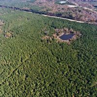 255 Acre Desoto Parish Land for Sale Mansfield  LA images 3