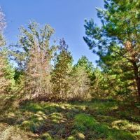 255 Acre Desoto Parish Land for Sale Mansfield  LA images 4