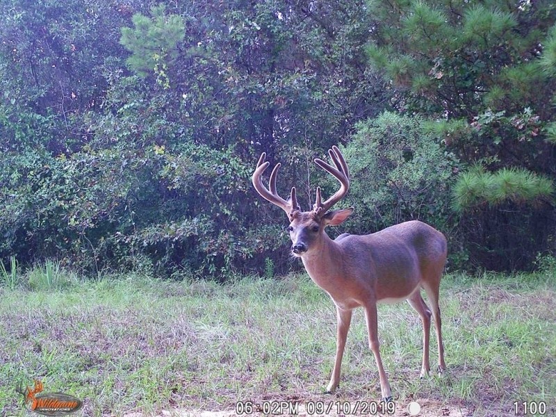 Turnkey Hunting Tract &nbsp; Camp Land for Sale Adams County  MS featured image