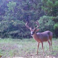 Turnkey Hunting Tract &nbsp; Camp Land for Sale Adams County  MS