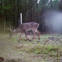 Live Oak Retreat images 2