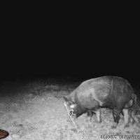Live Oak Retreat images 4
