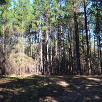 Live Oak Retreat images 5
