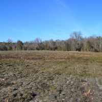 Live Oak Retreat images 6