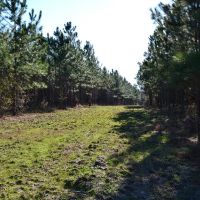 Live Oak Retreat images 3