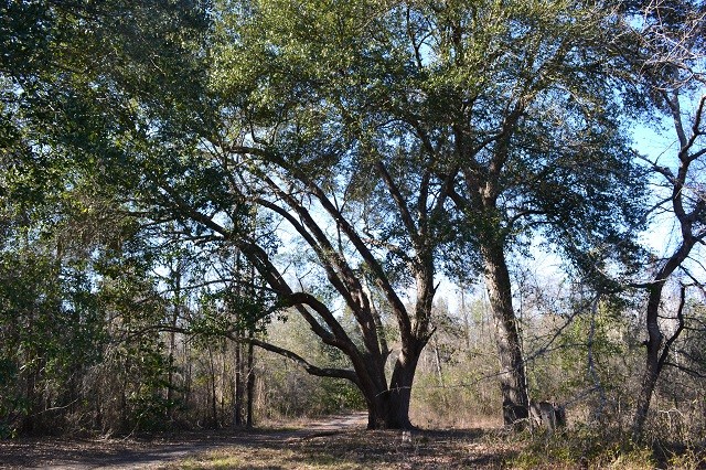 Live Oak Retreat featured image