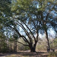 Live Oak Retreat