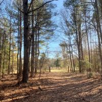 115 Acres in Webster County in Eupora  MS
