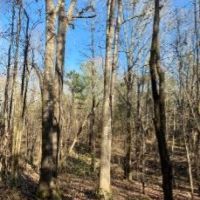 115 Acres in Webster County in Eupora  MS images 3
