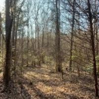 115 Acres in Webster County in Eupora  MS images 4