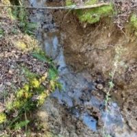115 Acres in Webster County in Eupora  MS images 5