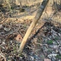 115 Acres in Webster County in Eupora  MS images 6