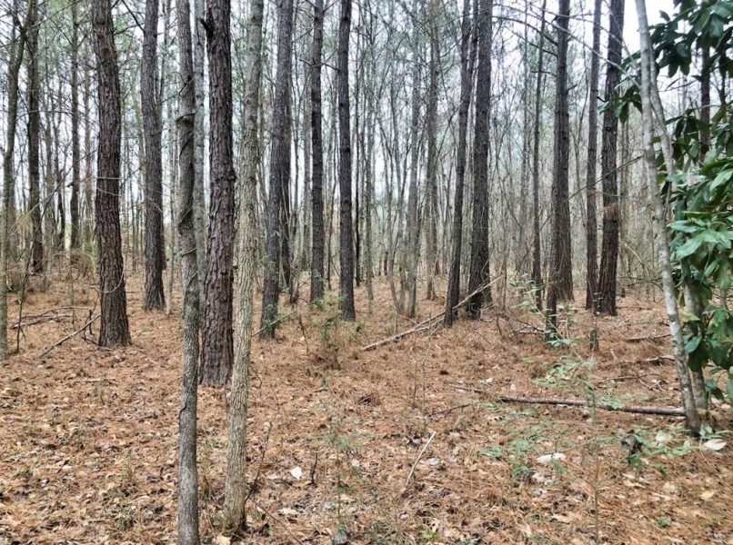 50 Acre Home Site Hunting Timber Land for Sale Copiah Co  MS featured image