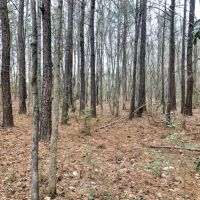 50 Acre Home Site Hunting Timber Land for Sale Copiah Co  MS