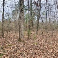 50 Acre Home Site Hunting Timber Land for Sale Copiah Co  MS images 2