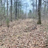 50 Acre Home Site Hunting Timber Land for Sale Copiah Co  MS images 3