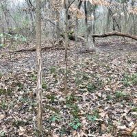 50 Acre Home Site Hunting Timber Land for Sale Copiah Co  MS images 4