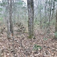 50 Acre Home Site Hunting Timber Land for Sale Copiah Co  MS images 5