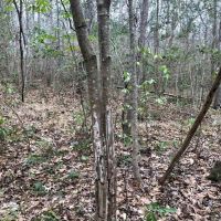 50 Acre Home Site Hunting Timber Land for Sale Copiah Co  MS images 6