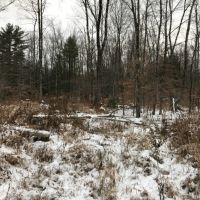 122 acres Timberland and Recreational Land in Taberg NY Sullivan Road images 4
