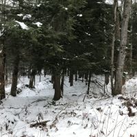122 acres Timberland and Recreational Land in Taberg NY Sullivan Road images 5