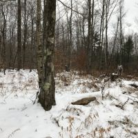 122 acres Timberland and Recreational Land in Taberg NY Sullivan Road images 6